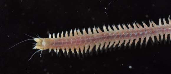 Image of ragworms