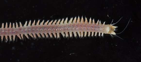 Image of ragworms