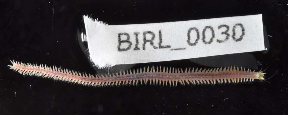 Image of ragworms