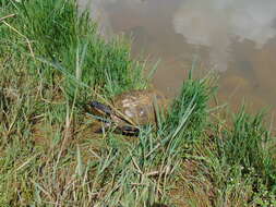 Image of Black-bellied Slider