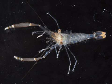 Image of anemone shrimps