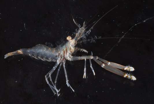 Image of anemone shrimps