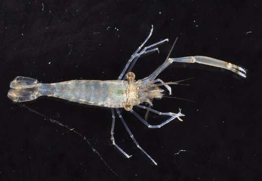 Image of anemone shrimps