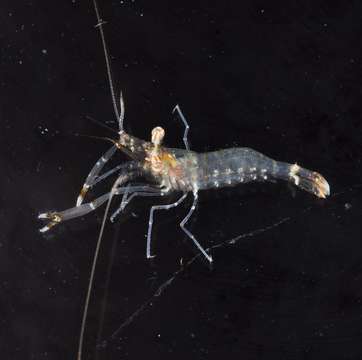 Image of anemone shrimps