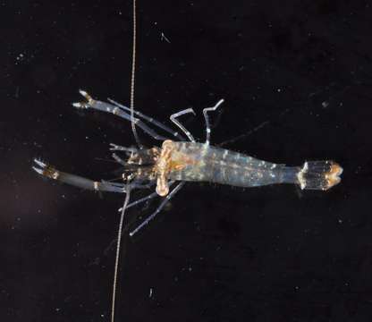 Image of anemone shrimps