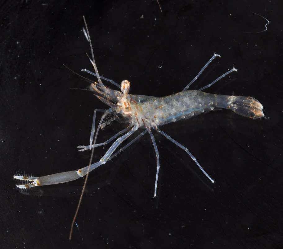 Image of anemone shrimps