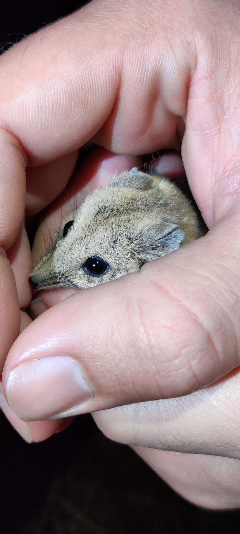 Image of Fat-tailed Dunnart