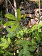 Слика од Mimosa pudica var. unijuga (Duchass. & Walp.) Griseb.