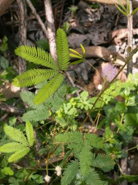 Imagem de Mimosa pudica var. unijuga (Duchass. & Walp.) Griseb.