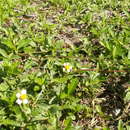 Tridax procumbens L. resmi