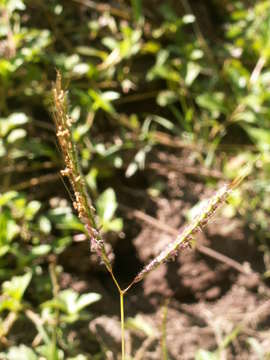 Image of bluestem