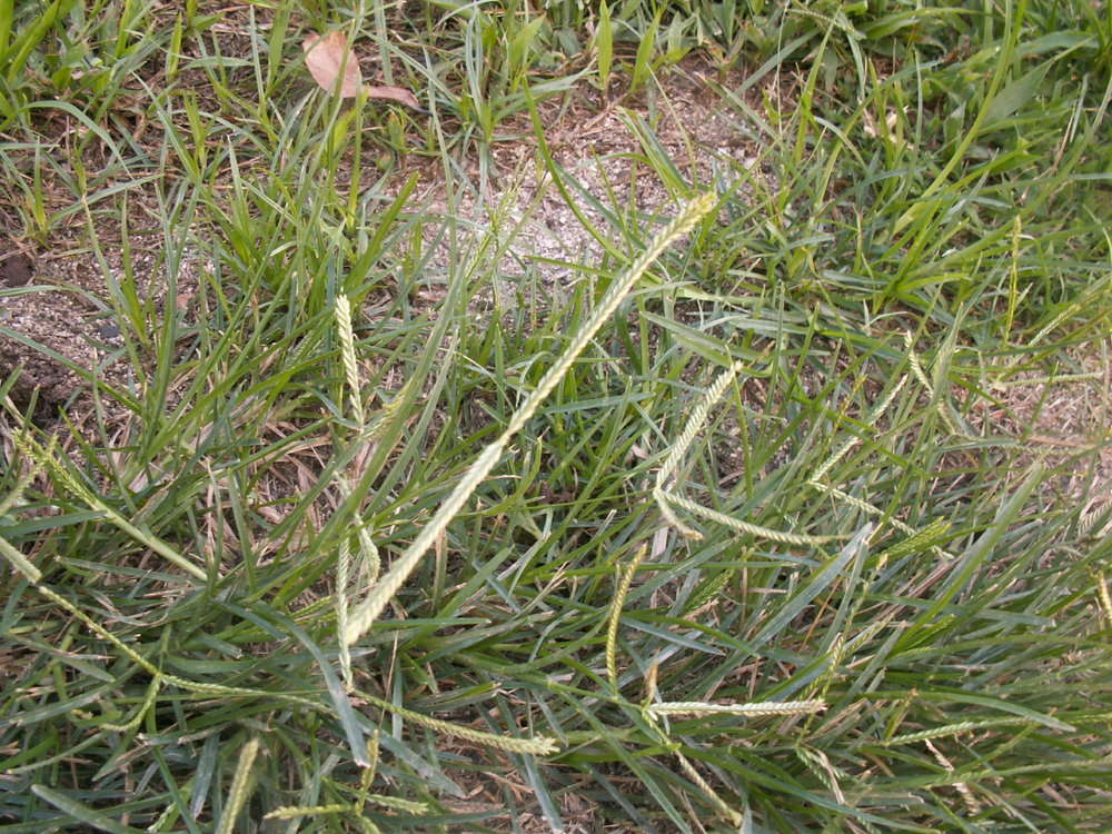 Image of goosegrass