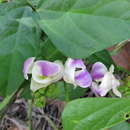 Image of Wild Pea