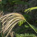 Image of swollen fingergrass