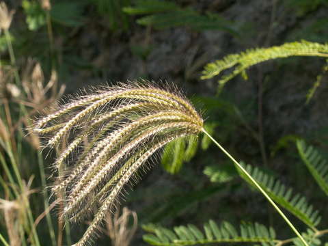 Image of windmill grass