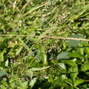 Plancia ëd Eragrostis amabilis (L.) Wight & Arn.