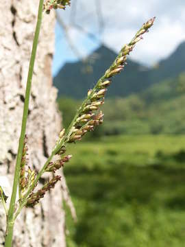 Image of signalgrass