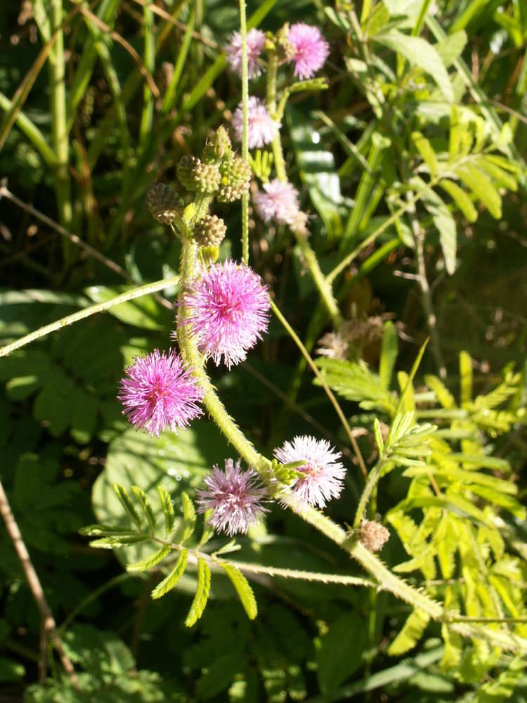 Image of giant false sensitive plant