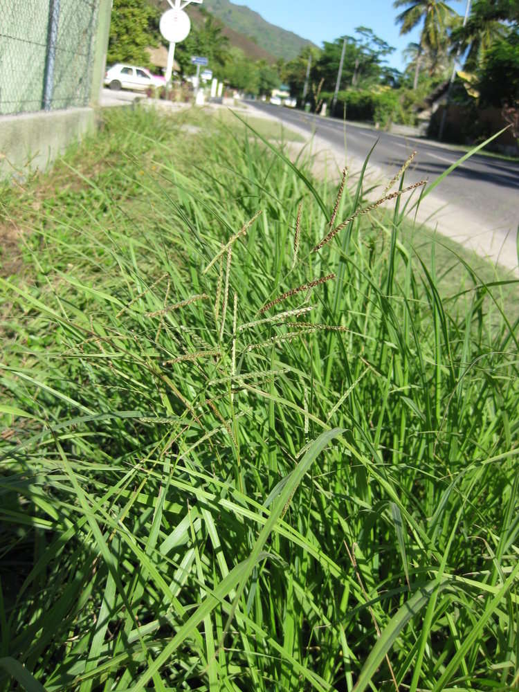 Image of crowngrass