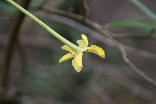 Image of Serpentine Hill raintree