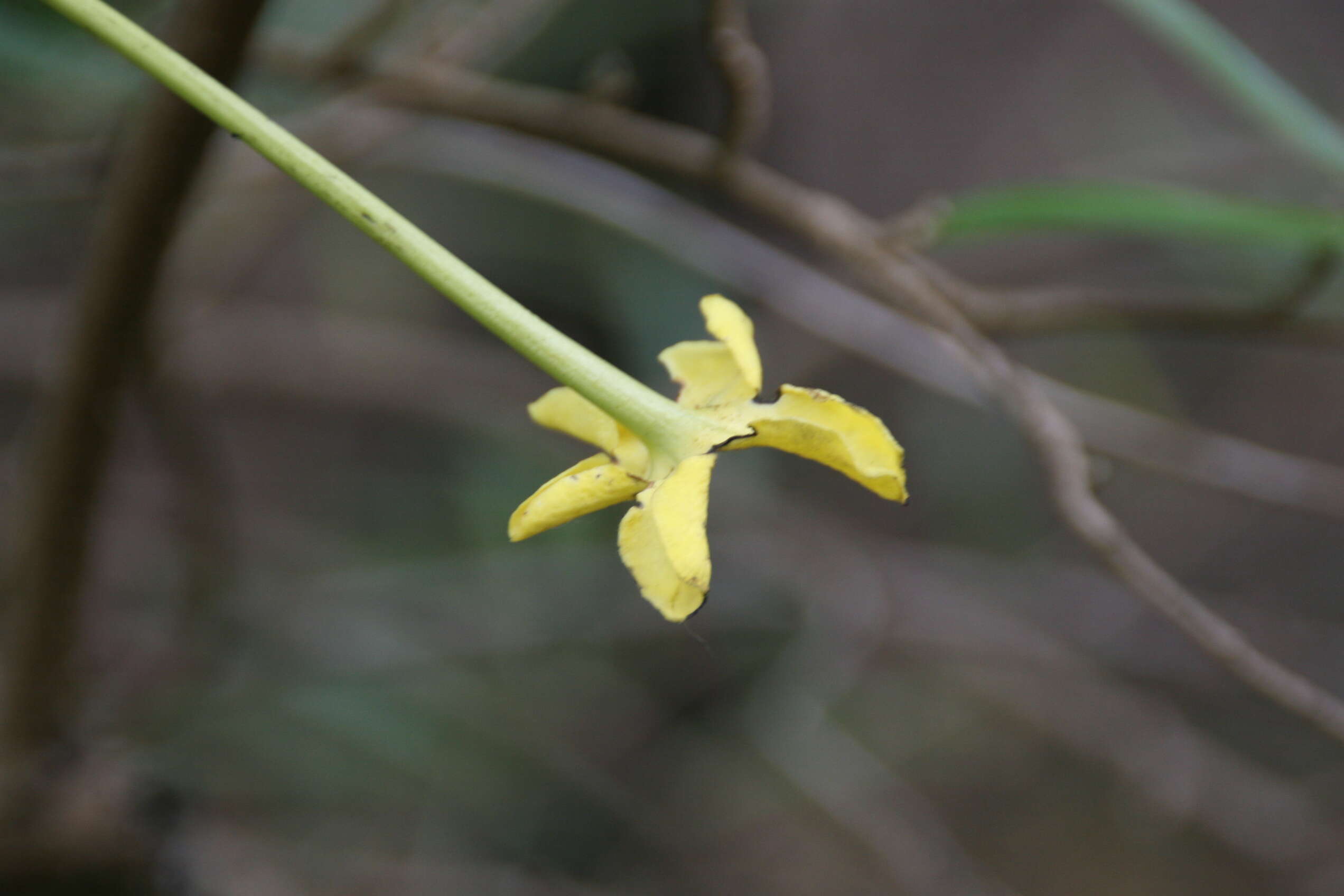 Image of Serpentine Hill raintree