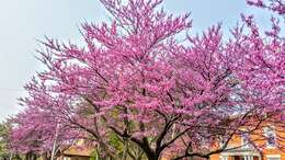 Image of eastern redbud