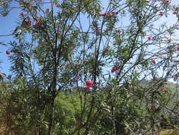 Image of oleander