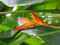 Heliconia spathocircinata Aristeg.的圖片