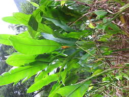 Image of Heliconia spathocircinata Aristeg.