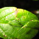 Image of <i>Oplismenus hirtellus</i> ssp. <i>imbecilis</i>
