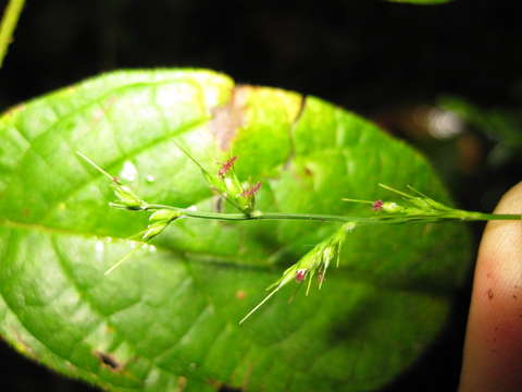 Image of <i>Oplismenus hirtellus</i> ssp. <i>imbecilis</i>