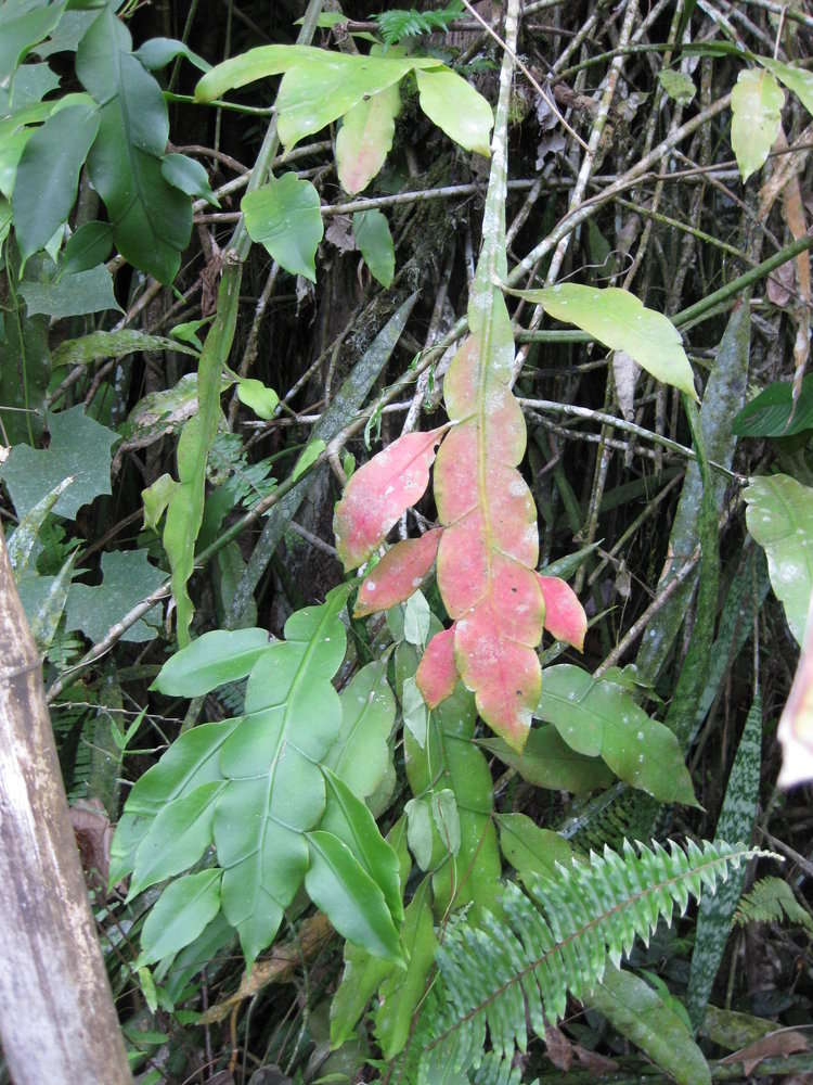 Cactaceae (rights holder: 2010 Moorea Biocode)