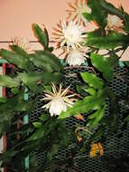 Imagem de Epiphyllum