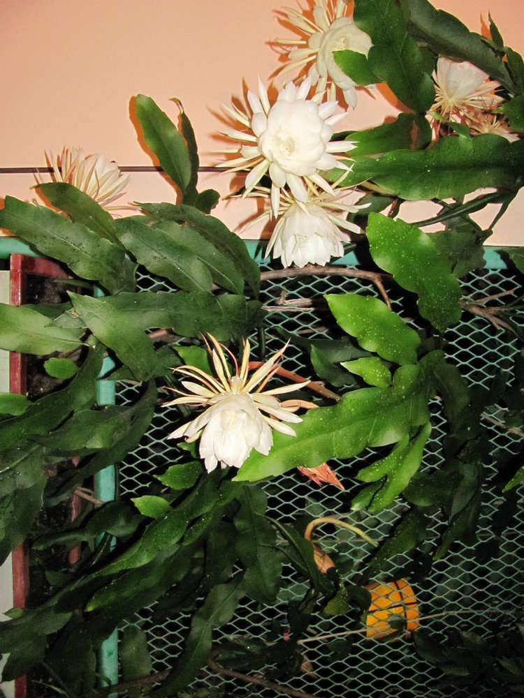 Image of climbing cactus