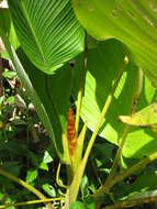 Image of calathea