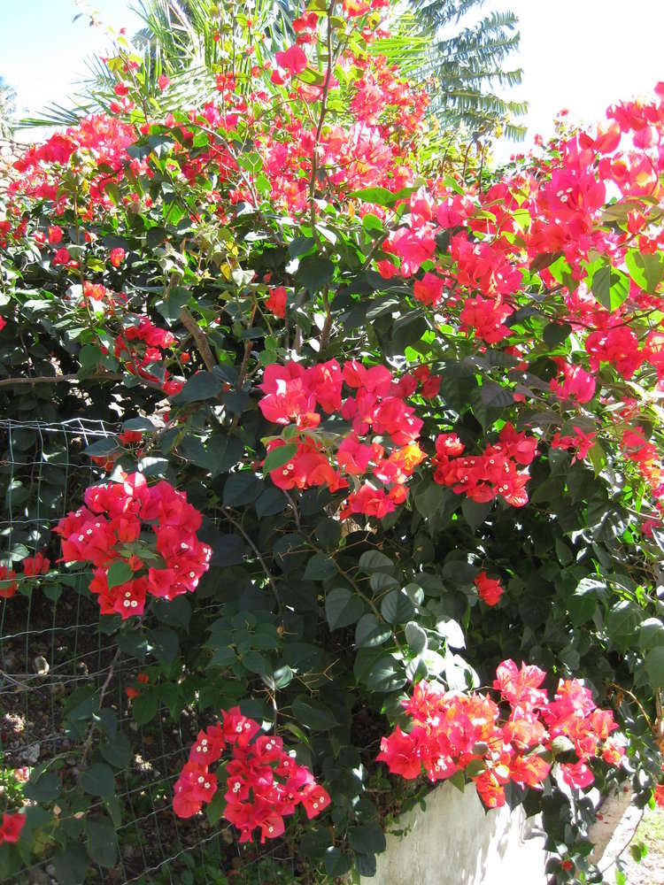 Слика од Bougainvillea