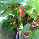 Image of heliconia