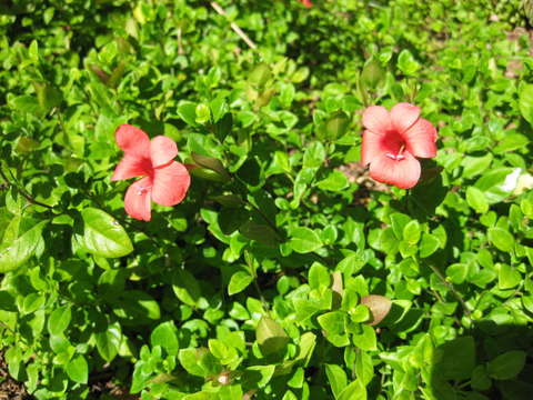 Image de Barleria repens Nees