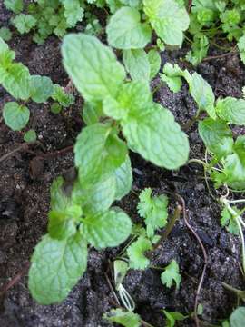 Image of mint