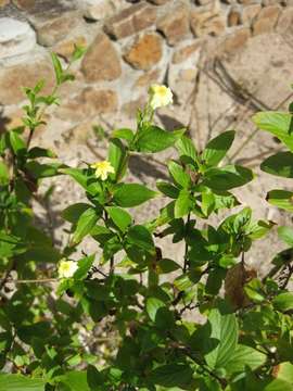 Image of Mussaenda glabra Vahl