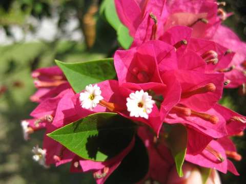 Image de Bougainvillier