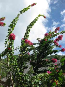 Image de Bougainvillier