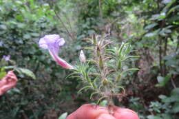 Strobilanthes integrifolius (Dalz.) Kuntze resmi