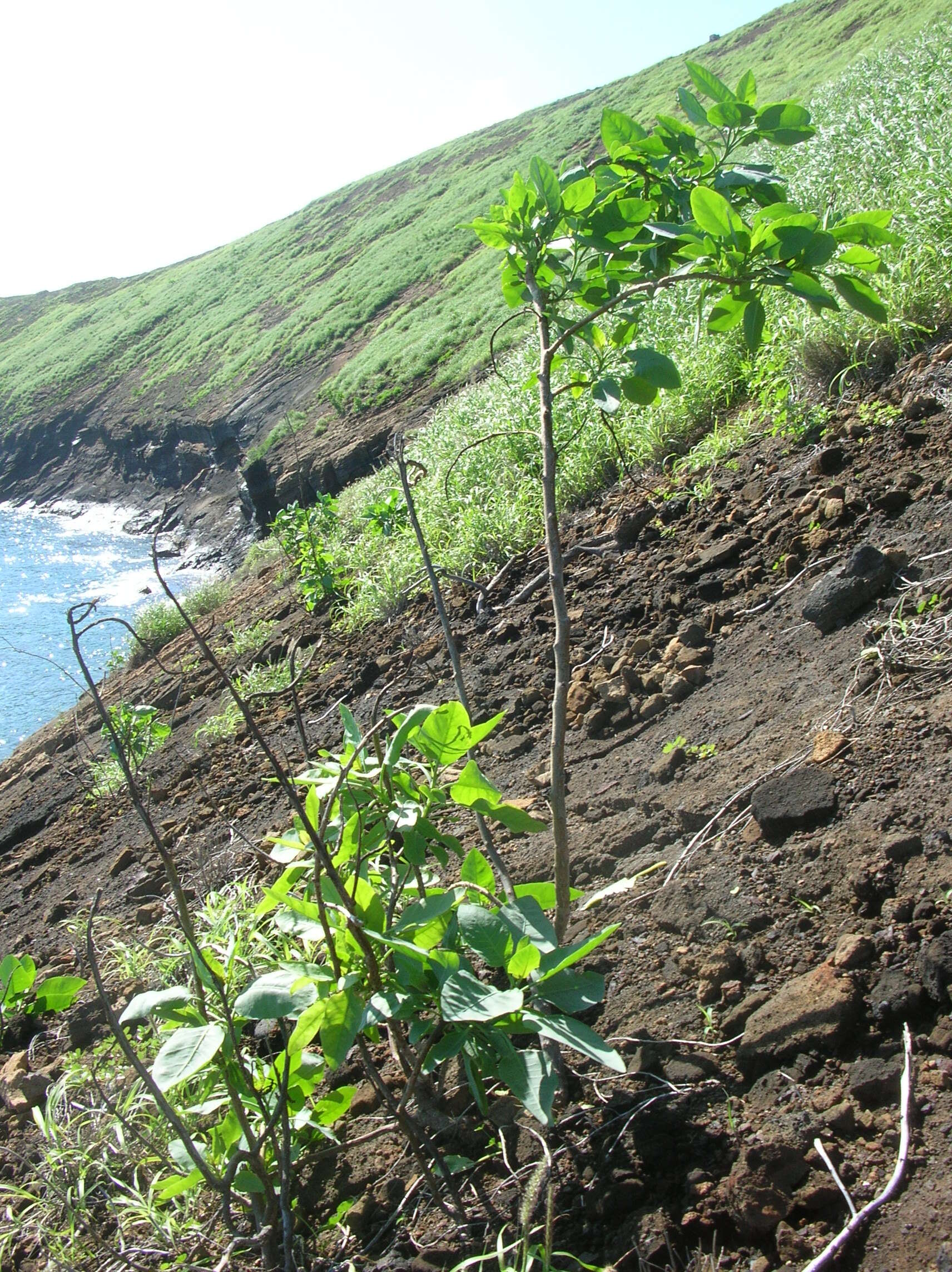 Image of tree tobacco