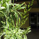 Image of Dracaena angustifolia (Medik.) Roxb.