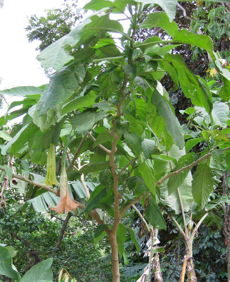 Image of brugmansia