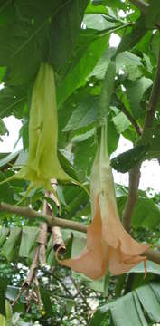 Image of brugmansia