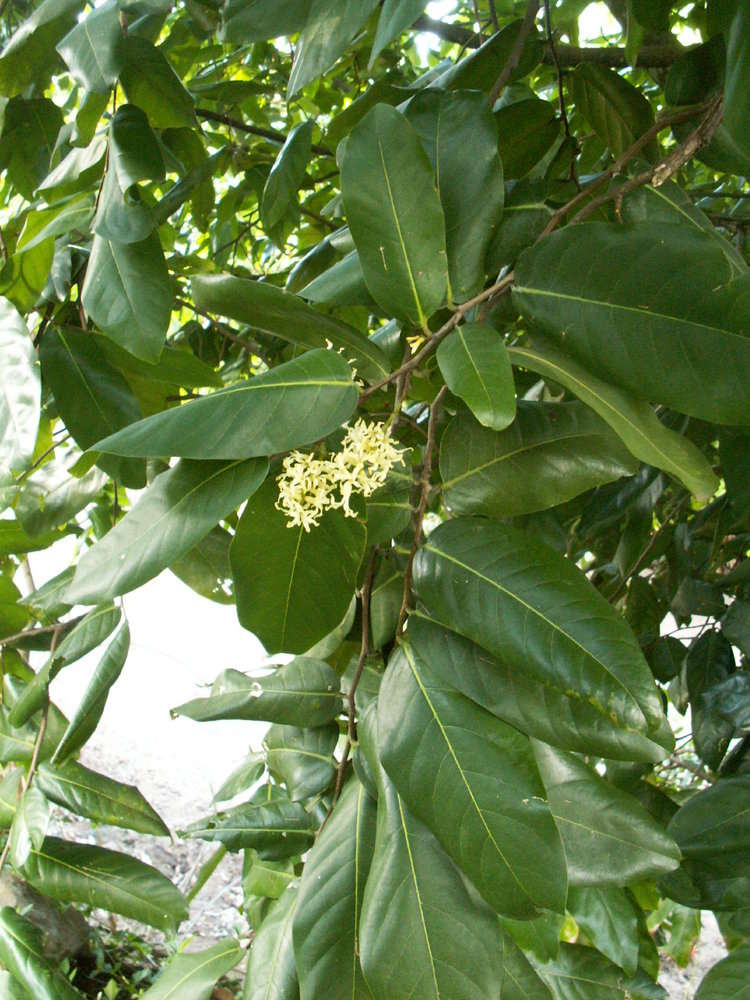 Inocarpus resmi