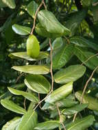 Image of Inocarpus