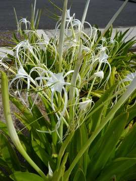 Image of spiderlily